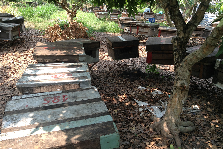  Bee Farms & Honey Production Facilities 