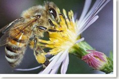 The story of bee pollen