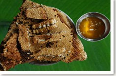 Báo Thanh Niên viết về mật ong rừng U Minh
