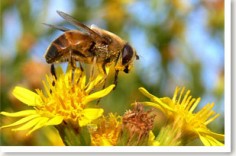 Lợi ích của phấn hoa ong
